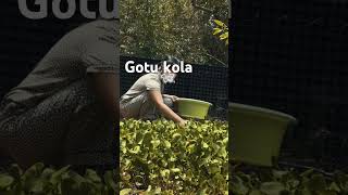 Pick gotu kola to cook food foodshorts garden shorts