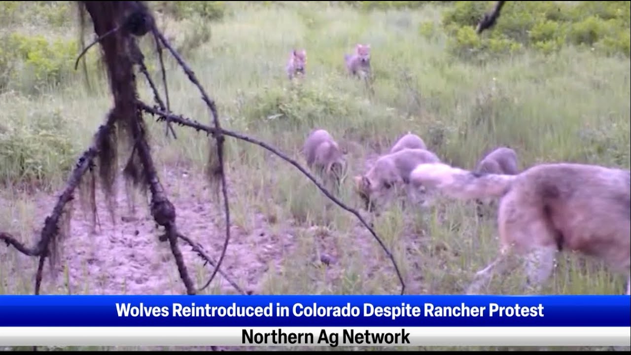 Wolves Reintroduced in Colorado Despite Rancher Protest YouTube