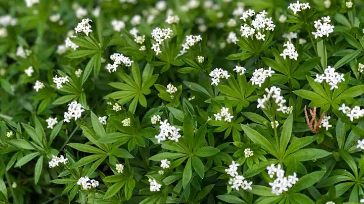 Sweet Woodruff (Galium odoratum) - Groundcover for...