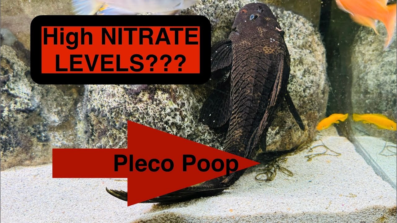 PLECO POOP And NITRATE Levels YouTube PLECO POOP And NITRATE Levels YouTube