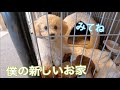 ケージの中をリフォーム！もこもこになったお家でくつろぐ子犬【トイプードル】