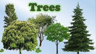 Название деревьев на английском // #УчуАнглийский