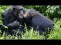 Chimpanzee Intelligence and Social Learning Through Tool Use