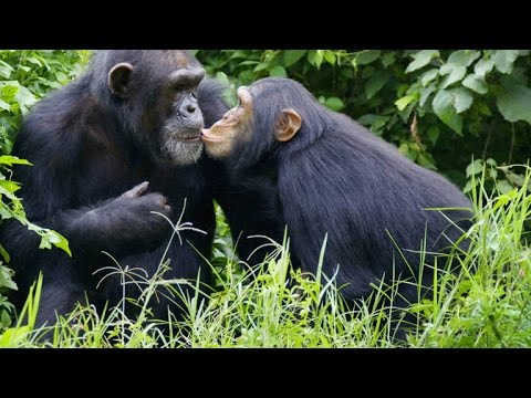 Like Humans, Chimps Learn Behavior From One Another