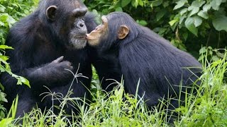 Like Humans, Chimps Learn Behavior From One Another