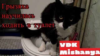Кошка Пушинка младшая научилась ходить в туалет Кошка Пушинка младшая научилась ходить в туалет