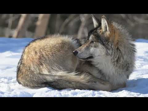 Happy Holidays from Brookfield Zoo Chicago!