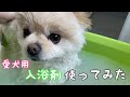 愛犬用入浴剤「ぬくりん」をポメラニアンに使ってみた【ポメラニアン犬そら】