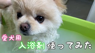 愛犬用入浴剤「ぬくりん」をポメラニアンに使ってみた【ポメラニアン犬そら】