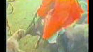 Ban Foxhunting In Ireland