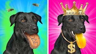 Câinele adoptat de o familie de miliardari | Viața animalelor bogate VS. sărace, marca Lumea La La