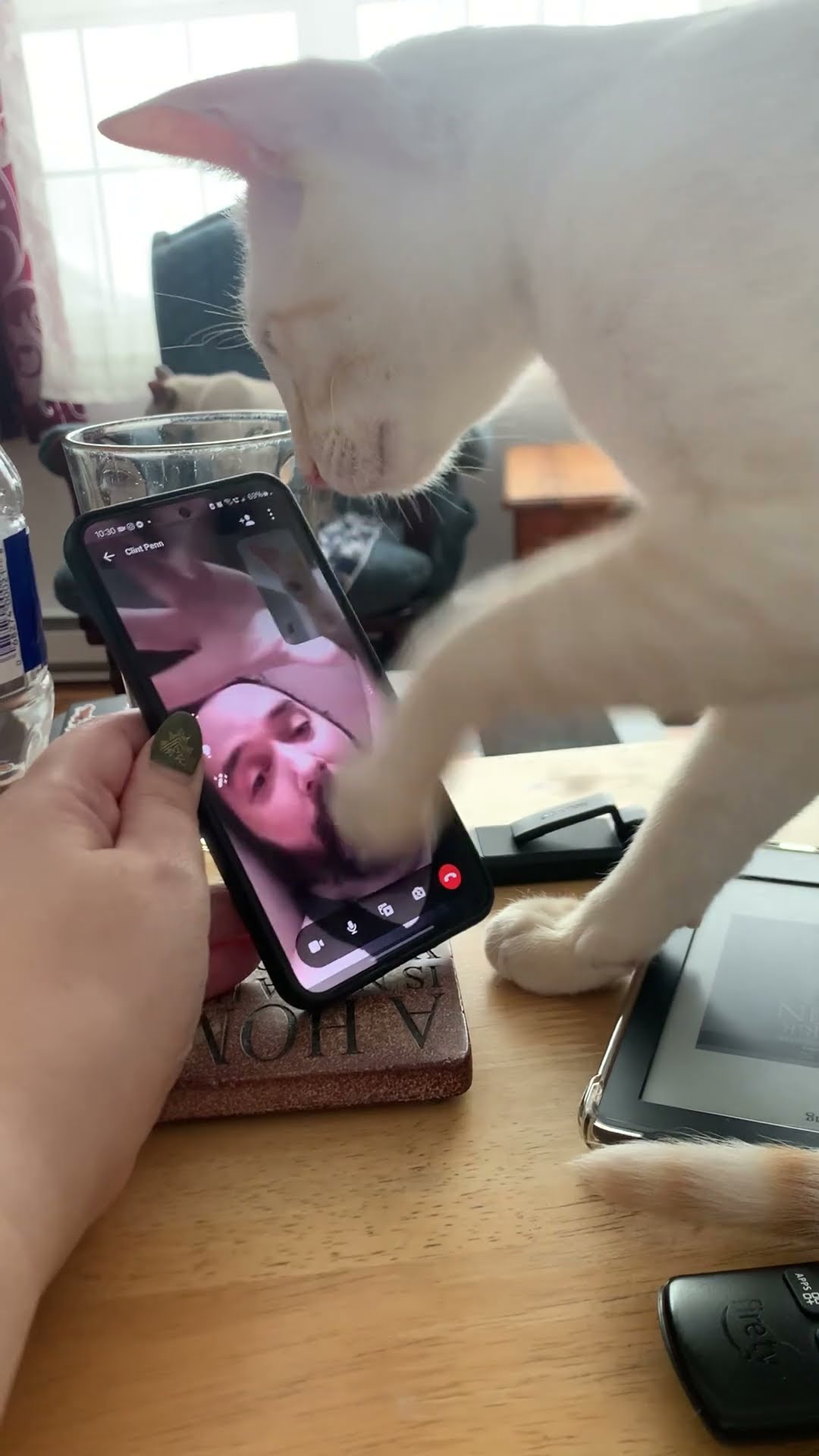 Cat Paws At Owner Stuck In Phone || ViralHog