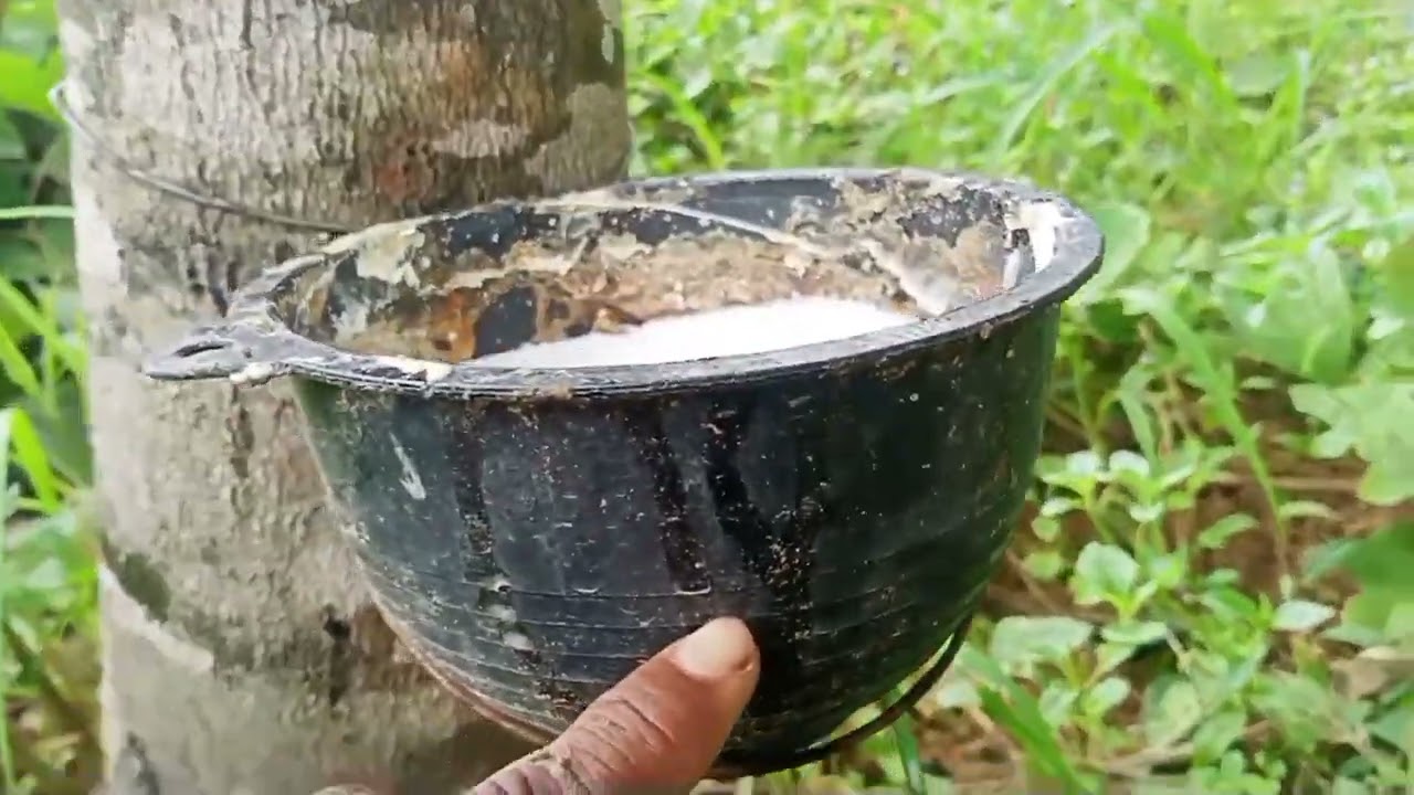 ยางพาราปลูกด้วยเมล็ดนํ้ายางออกดีไม่