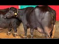 پیورنیلی کی خوبصورت جھوٹی برائے فروخت NiliRave Buffalos Forsale In Punjab On YouTubesale 03065110914 