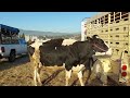 PLAZA GANADERA DE VILLALTA TLAXCALA,MUCHO GANADO LECHERO, TOROS PESADOS,BORREGOS,CHIVOS Y CERDOS.