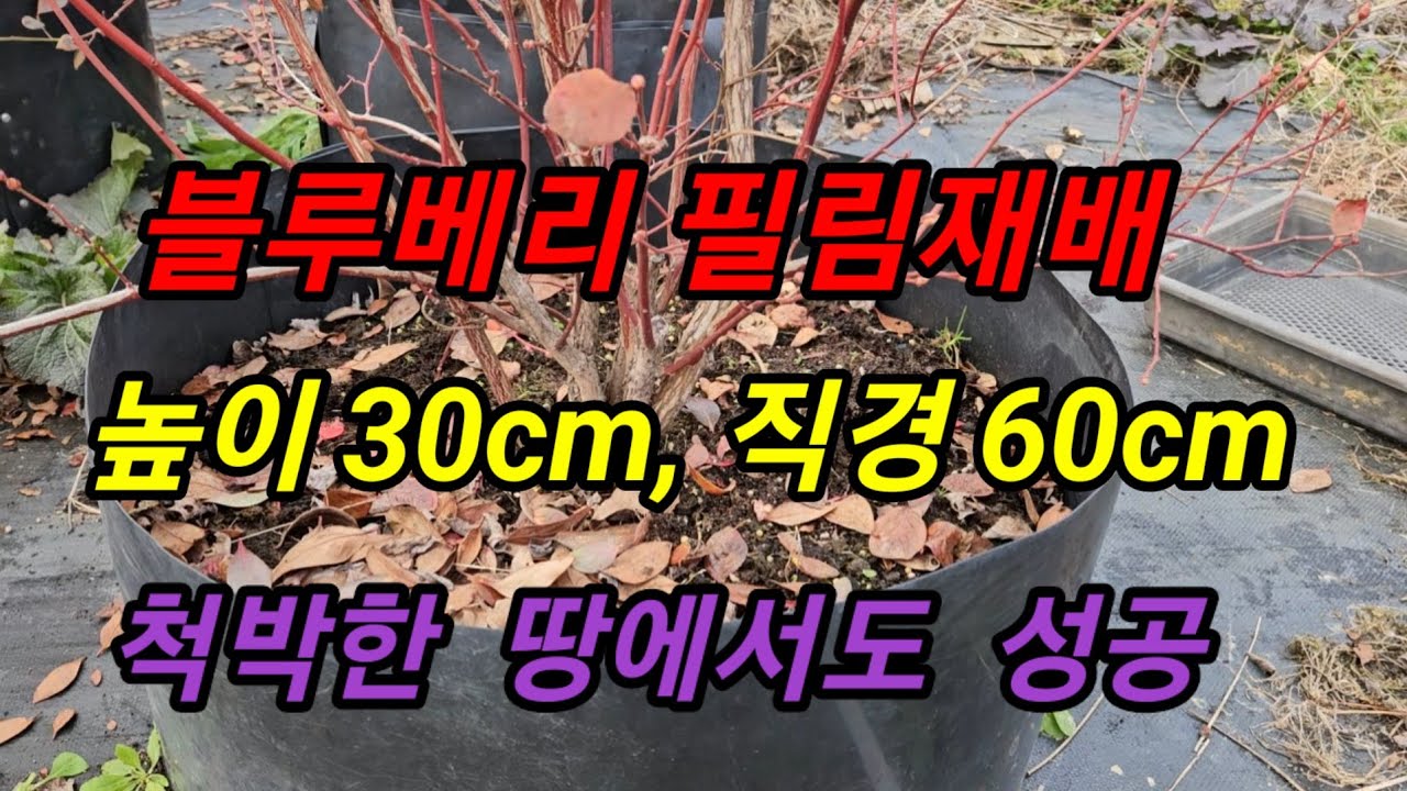 블루베리 필림재배(하우스 물받이), 높이 30cm, 직경 60cm  #메도우락 전문농원 #메도우락 묘목판매(010 8895 4161)