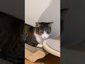 居心地がいい位置　 #shorts #ねこのいる生活