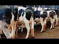 JUNCAO Grass Dairy Farmers And Livestock Farmers In General Tips On Nutrition JUNCAO Grass Dairy Farmers And Livestock Farmers In General Tips On Nutrition