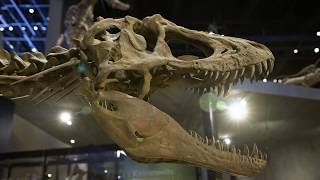 DinoFest 2020!
