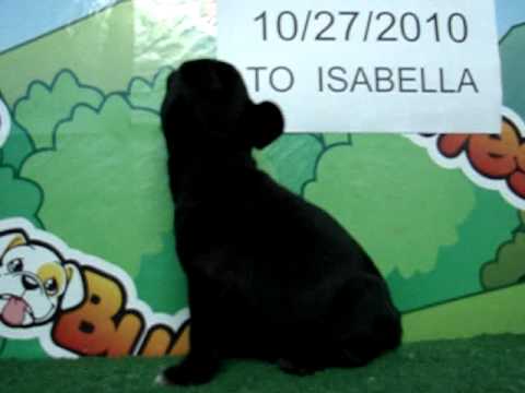English bulldog For Sale - Bellota - http://www.bullcanes.net - ceo@bullcanes.net puppy paradise