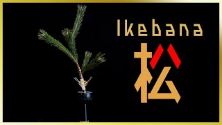 Ikebana Lesson | A Japanese New Year | Arranging Pine Branches to Enjoy New Year