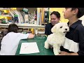 ⑦マルチーズのトゴちゃんの予防、イベルメクチン投薬、ノミマダニ予防マイフリーガード滴下、お話