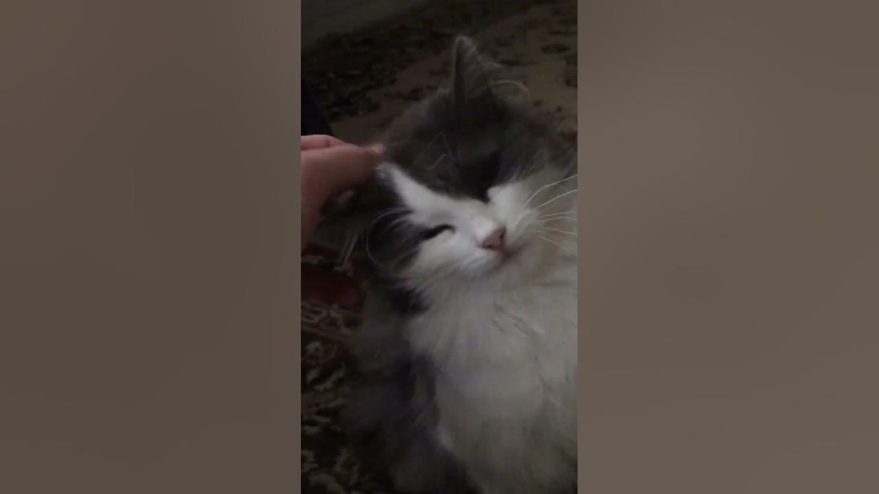 мурчание кошек восстанавливает нервную систему,у меня нервы не в ...