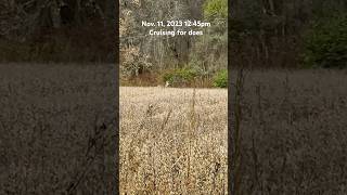 Nice buck cruising for does in the middle of the day #pleasesubscribe #michigan #hunting #deer