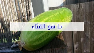 ما هو القثاء