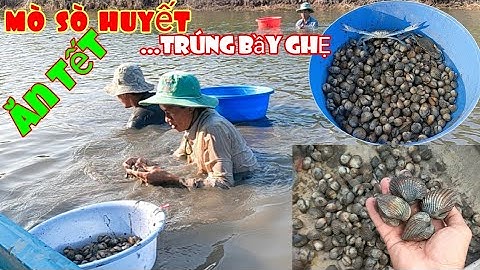 Mò sò huyết ăn Tết trúng mánh ngay bầy ghẹ trong vuông tôm Năm Căn Cà Mau