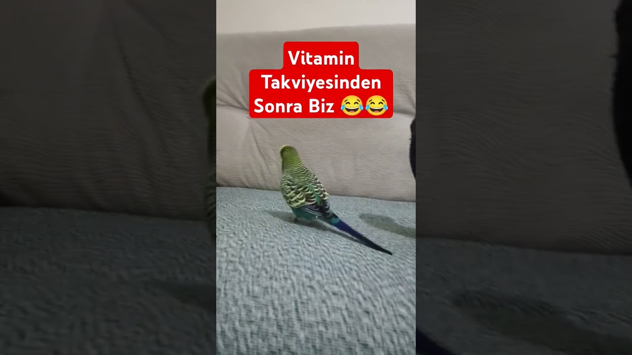 Vitaminden Sonra 🫢🫢 #muhabbetkuşufıstık #muhabbetkuslari #muhabbetkuşu #birds #parrot #kuslar