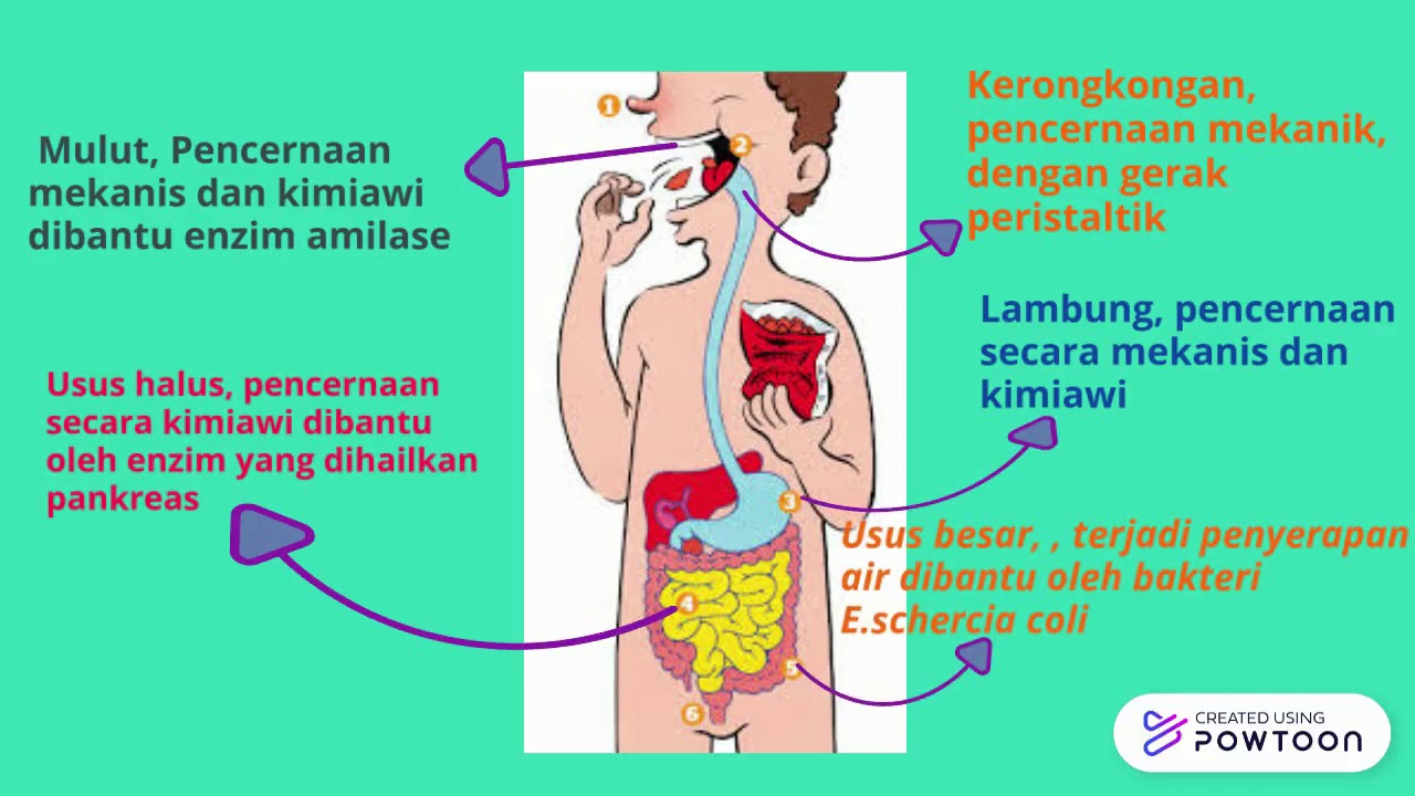  SISTEM  PENCERNAAN  MANUSIA  DAN ENZIMNYA YouTube