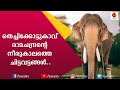 തെച്ചിക്കോട്ടുകാവ് രാമചന്ദ്രൻ   | Thechikkottu Ramachandran | Part 2 | E for Elephant | Kairali TV