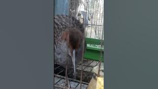 anh em nao thich lh 0944652913