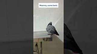 Parrot Rocky Enjoys His Talking 🦜😅 #africangrey #talkingparrot #funnyparrot #cuteparrot #birds by Rocky and The Flock 1,134 views 2 months ago 1 minute, 2 seconds