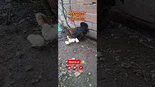 Yeni civcivlerimize maşallah #tavuk #yavruhayvanlar #köyhayatı #köpek #yumurta #civciv #köpek #inek