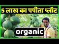 मालामाल पपीता खेती🤑🤑Profit, Marketing, Variety, Harvesting | Commercial Papaya Farming A to Z