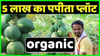 मालामाल पपीता खेती??Profit, Marketing, Variety, Harvesting | Commercial Papaya Farming A to Z