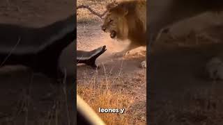 Estos animales no sienten dolor