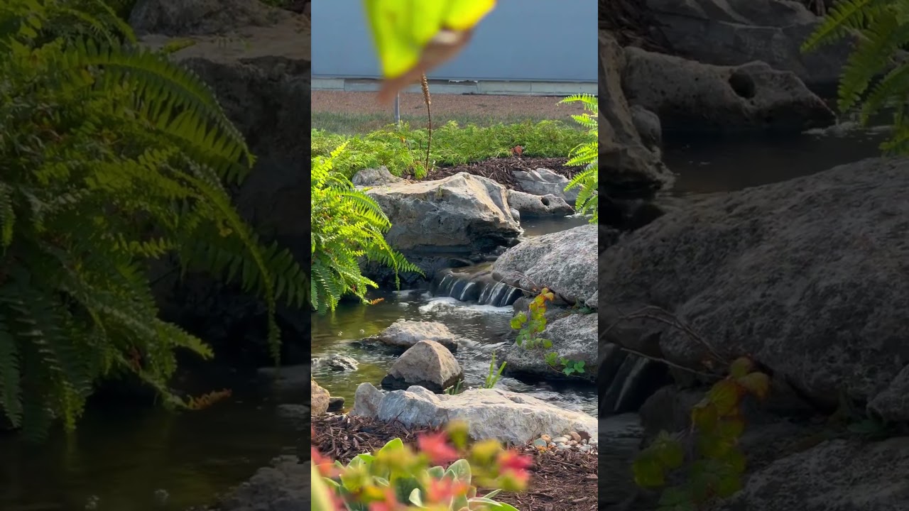 ✨Serenity Sunday✨