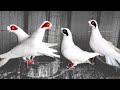 Best fancy pigeons