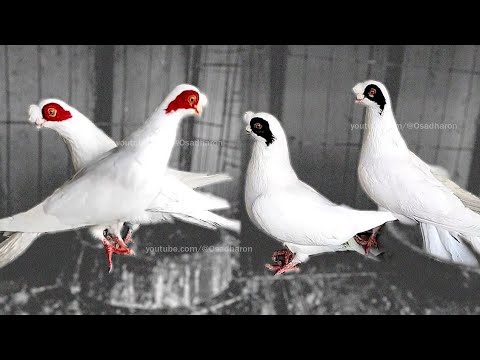 Best fancy pigeons