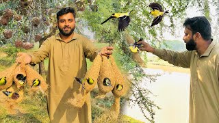 Aj Hum Ne Nayab Finchs pkry  || How to Catch a bird||Dihat Main Ronak