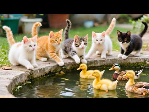 Adorable kittens playing with ducklings by the small pond - Cat sounds - Cat videos