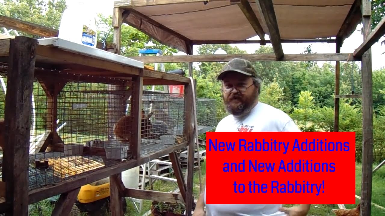 Rabbits - New Rabbitry Addition and New Rabbit Additions to the Rabbitry - YouTube