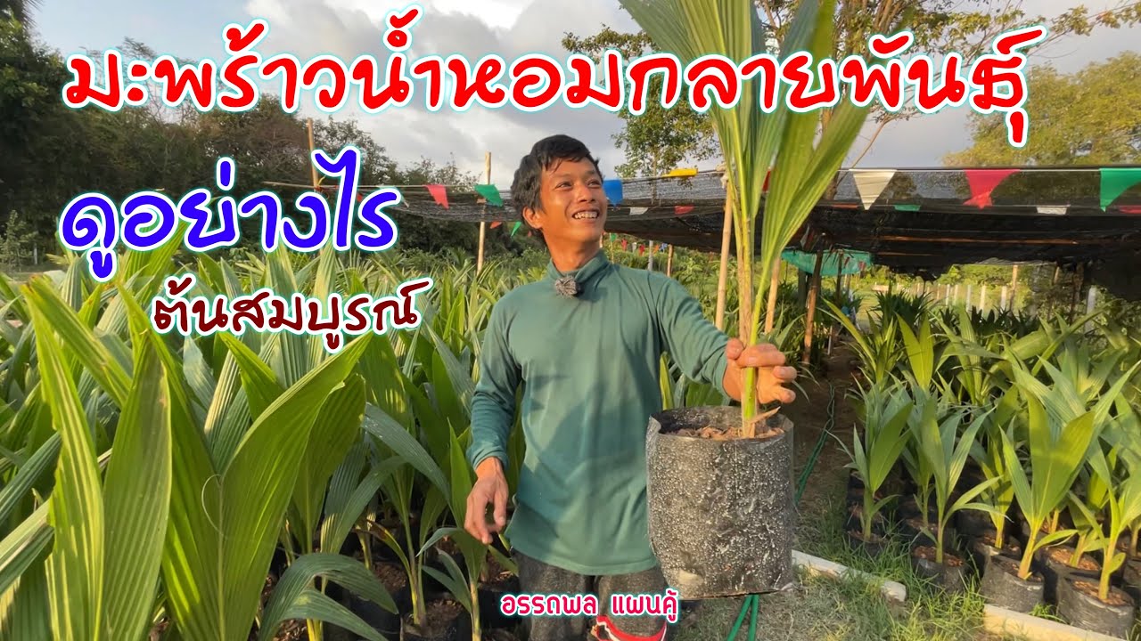 มะพร้าวน้ำหอมกลายพันธุ์หรือไม่ ดูอย่างไรมีคำตอบ | เกษตรผสมผสาน | บ่าวยุทธพาจ้วด