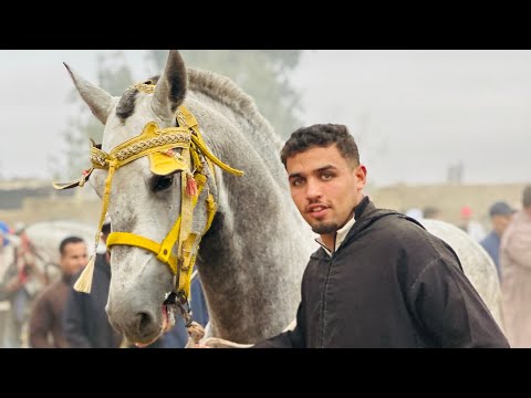 مبلبلة يوم في سوق مقدم العربي يوم باع 2 خيل مقدم سكات بوريقات راس سوق