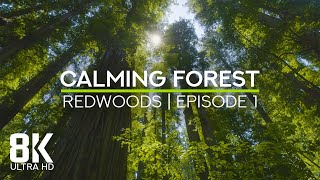 Calming Forest Sounds - Relaxing Birds Chirping in Mighty Redwood Forest - 8K UHD - #1