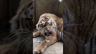 Things You Never Knew About Tigers