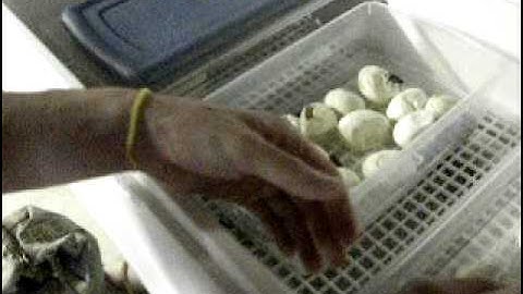 I got TWINS in my Carpet Python eggs!!!